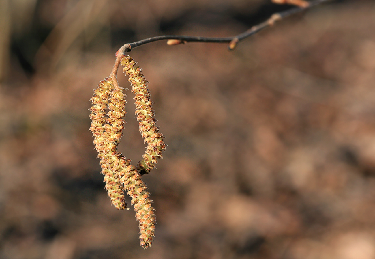 Изображение особи Corylus avellana.