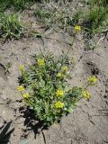 Draba nemorosa