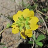 Potentilla crantzii