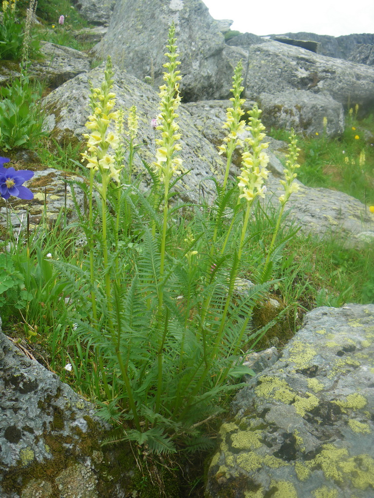 Изображение особи Pedicularis proboscidea.