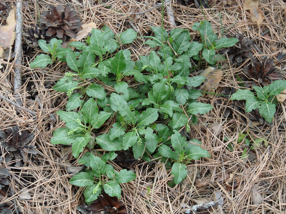 Изображение особи Orthilia secunda.