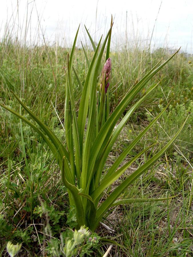 Изображение особи Anacamptis laxiflora ssp. dielsiana.