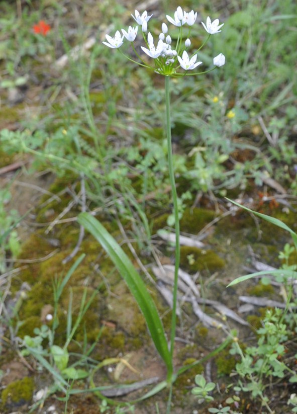Изображение особи Allium subhirsutum.