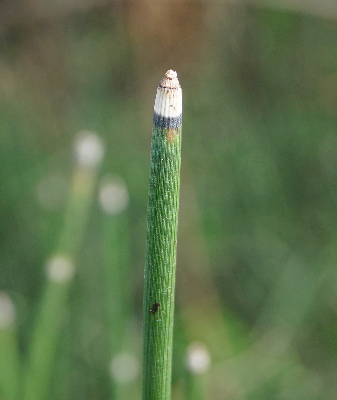 Изображение особи Equisetum hyemale.