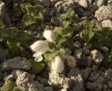 Lamium tomentosum. Цветущее растение. Кабардино-Балкария, северный склон горы Эльбрус, 3150 м н.у.м., щебнистая россыпь. 26.07.2011.