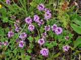 Thymus caucasicus