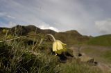 Pulsatilla albana