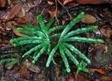 Lygodium longifolium. Вайи. Малайзия, штат Саравак, национальный парк Бако; о-в Калимантан, влажный тропический лес. 10.05.2017.