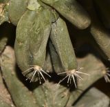 Cereus peruvianus var. monstrosus