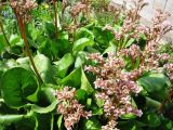 Bergenia crassifolia