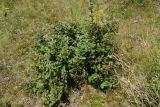 Cotoneaster melanocarpus