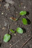 Lunaria rediviva. Проростки. Ленинградская обл., Ломоносовский р-н, дер. Гостилицы, парк, край тропы по склону плотины. 20.05.2018.