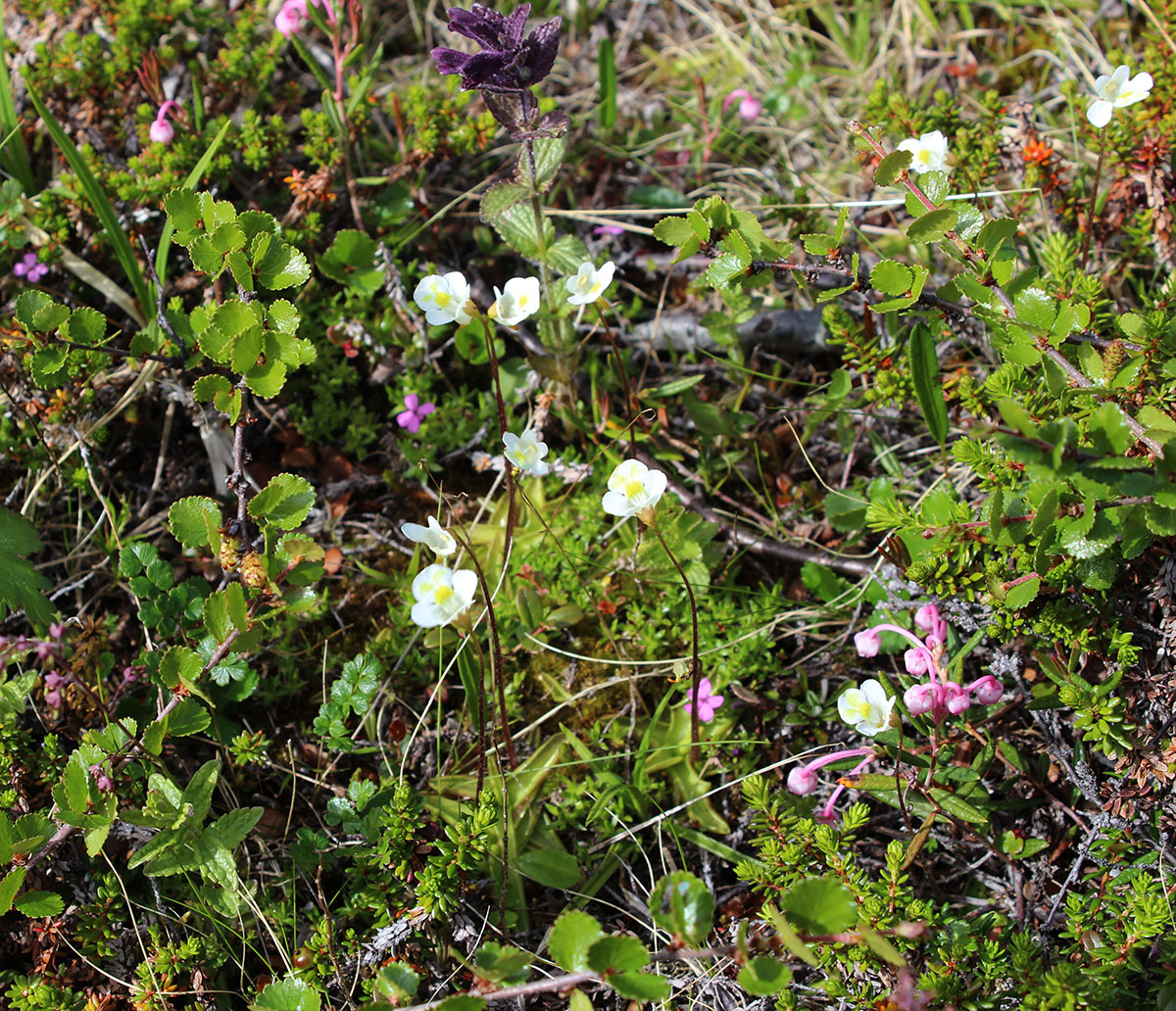 Изображение особи Pinguicula alpina.