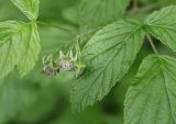 Rubus idaeus