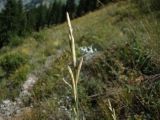 Festuca tzveleviana