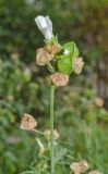 Malva moschata