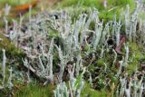 Cladonia cenotea. Подеции. Тверская обл., Конаковский р-н, ст. Донховка, под пологом влажного елового леса. 13 октября 2018 г.