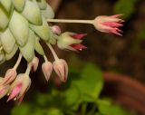 Sedum morganianum