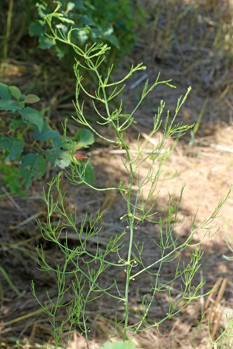 Изображение особи Asparagus brachyphyllus.