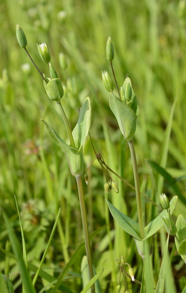 Изображение особи Cerastium perfoliatum.