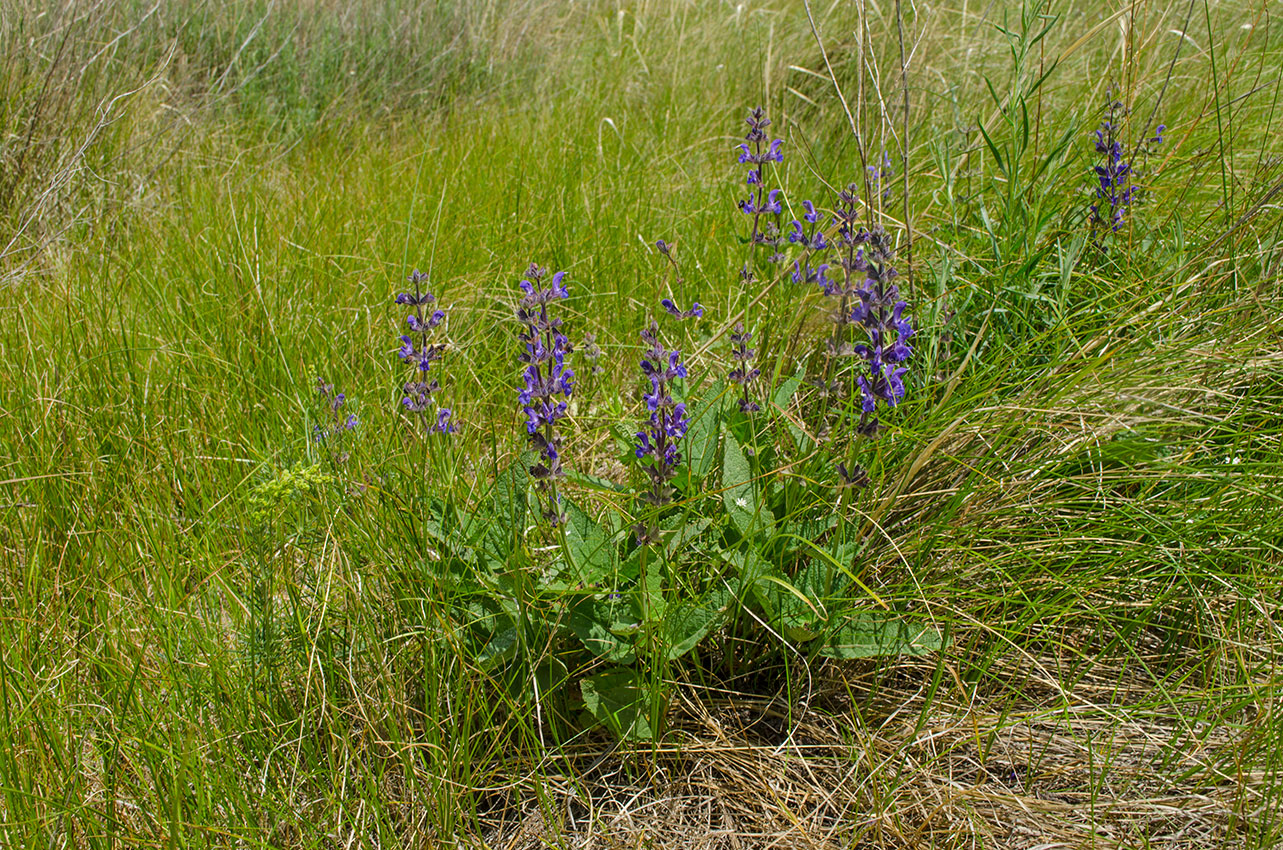 Изображение особи Salvia stepposa.