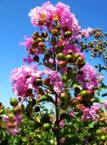 Lagerstroemia indica