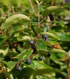 Cotoneaster lucidus