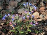 Pulmonaria angustifolia. Цветущее растение. Ульяновск, Заволжский р-н, берег Куйбышевского водохранилища, сосново-дубовый лес. 06.05.2021.