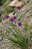 Allium schoenoprasum