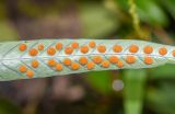 семейство Polypodiaceae. Верхушка вайи с сорусами (вид на абаксиальную поверхность). Перу, регион Куско, провинция Урубамба, Mariposario de Machu Picchu. 19.10.2019.