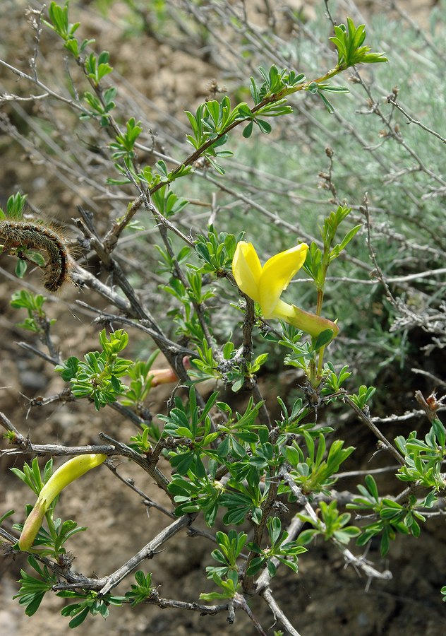 Изображение особи Caragana grandiflora.