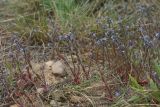 Myosotis micrantha. Цветущие и плодоносящие растения в сообществе с Festuca. Ленинградская обл., окр. пос. Большая Ижора, побережье Финского залива, прибрежный леймусово-пижмово-овсяницевый луг на песке за береговым валом. 29.05.2022.