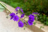 Tibouchina urvilleana