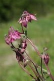 Aquilegia vulgaris