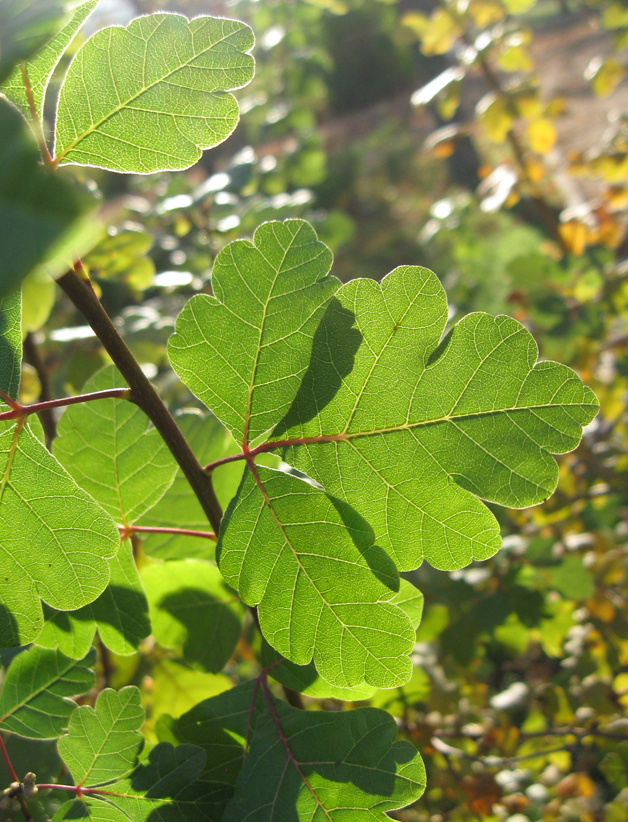 Изображение особи Rhus trilobata.