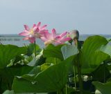 Nelumbo caspica