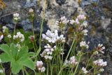 Asperula abchasica