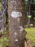 Sorbus aucuparia