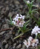 Asperula cristata