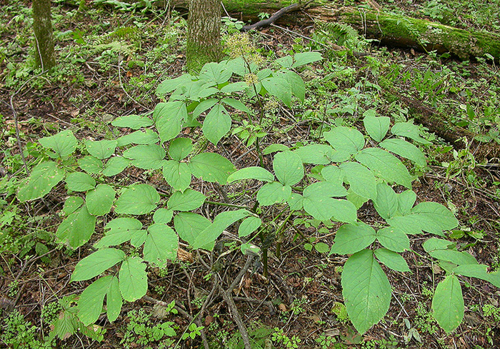 Изображение особи Aralia continentalis.