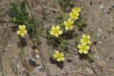 Potentilla approximata. Цветки и бутоны. Томская обл., г. Томск, Академгородок, в трещине тротуара. 10.07.2023.