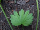 Ranunculus monophyllus