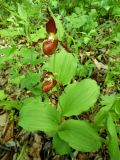 Cypripedium × microsaccos. Цветущее растение в липовом лесу на северном склоне. Приморский край, Партизанский район, падь Лебединая. 14.06.2012.