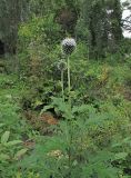 род Echinops