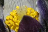 Pulsatilla patens. Центральная часть цветка (видны рыльца в окружении пыльников). Республика Татарстан, Волжско-Камский заповедник. 08.05.2011.