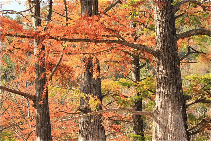 Изображение особи Taxodium distichum.