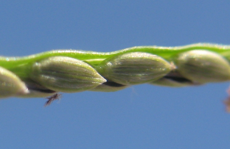 Изображение особи Digitaria asiatica.