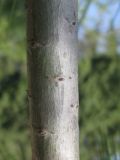 Pinus armandii. Средняя часть ветки. Украина, г. Запорожье, Запорожский детский ботанический сад. 27.04.2013.