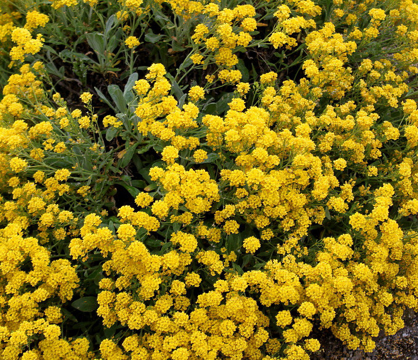 Image of Aurinia saxatilis specimen.