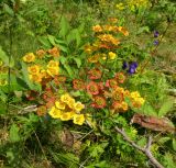 Bupleurum aureum ssp. porfirii